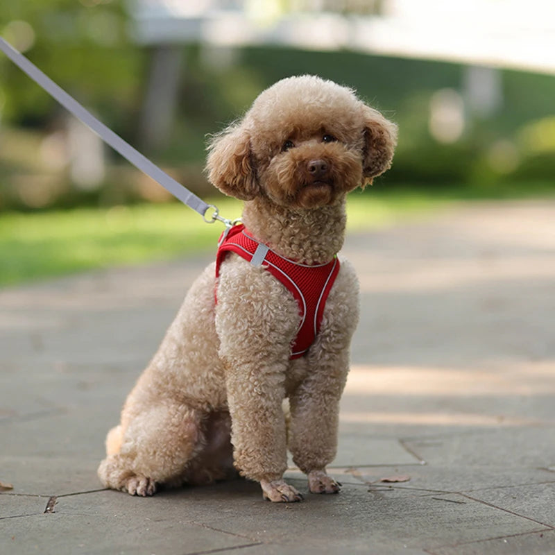 ComfyWalk Dog Harness & Leash Set – Soft, Adjustable, Reflective Vest for Small Dogs - Blue Green / L 8-12 Kg Buy Your Favorites